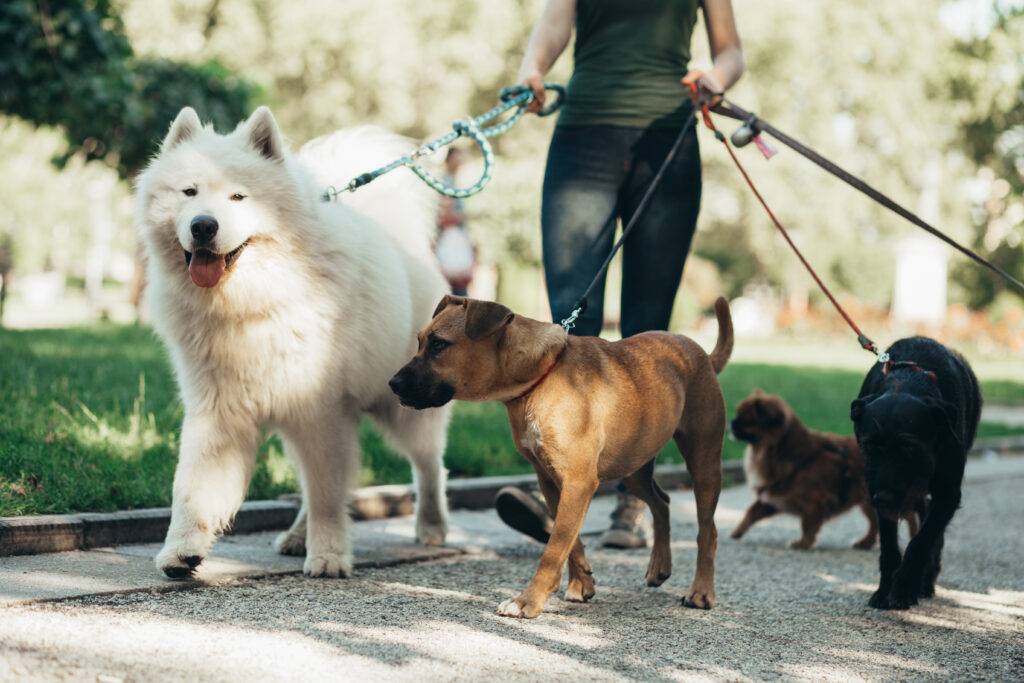 Housekeeper walking dogs on leashes