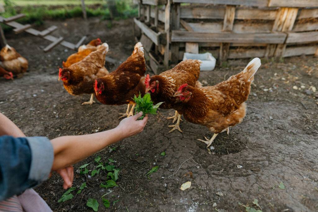 Atworth House Management, farm hand staffing